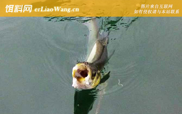 钓翘嘴用什么饵料-饵料配制