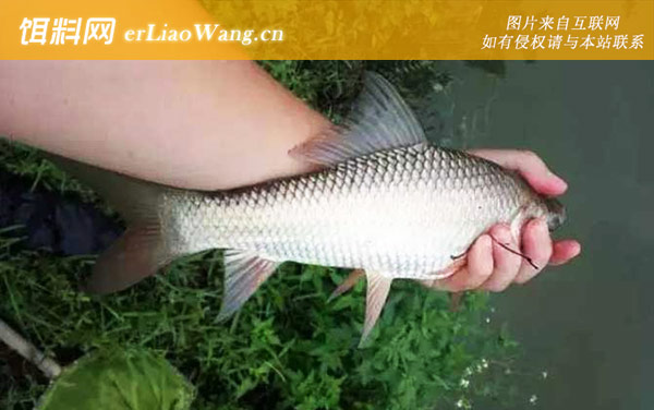 鲮鱼:饵料配方