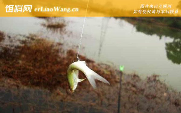 白条鱼:实用钓法