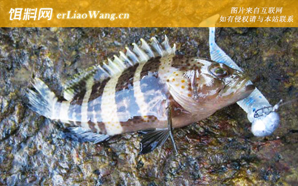 路亚石斑鱼:实用钓组