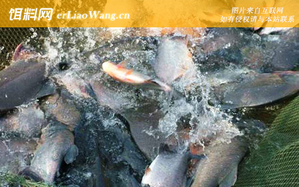 红鲳鱼:实用钓法