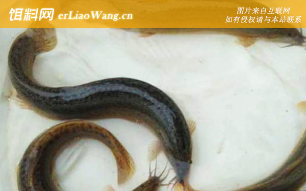泥鳅:注意事项