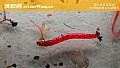 红虫怎么保存不会死?