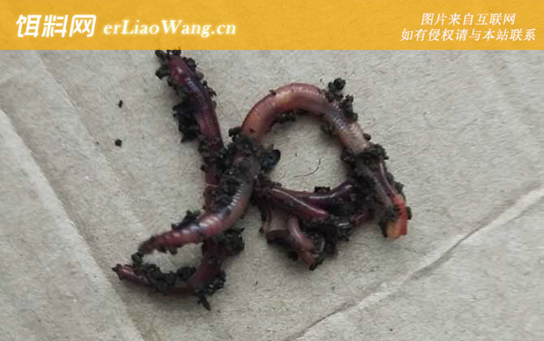 花盆怎么养蚯蚓来钓鱼-采集作钓