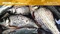 《野钓鲫鱼最佳饵料配方》封面图