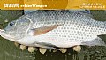《钓罗非鱼的必杀饵料》封面图