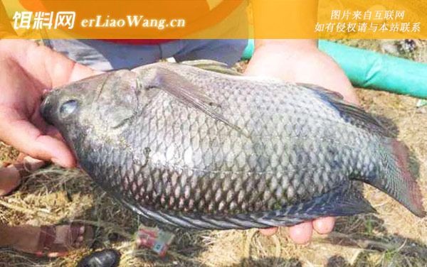 罗非鱼:作钓技巧