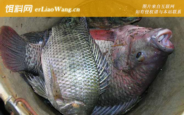 罗非鱼:实用钓法