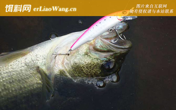 路亚鲈鱼:操作技巧