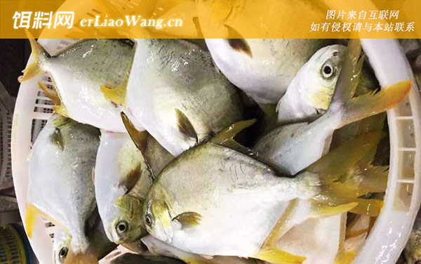 金鲳鱼:食物习性