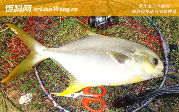 金鲳鱼:作钓工具