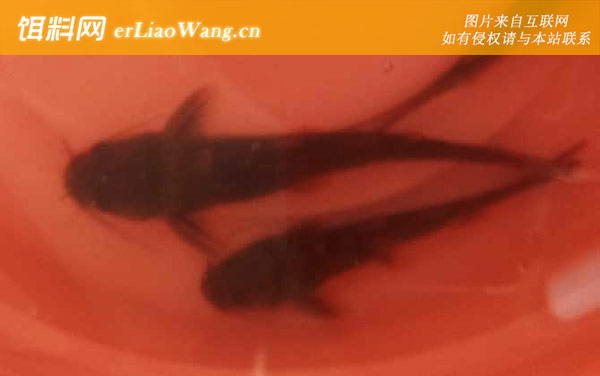 黄颡鱼:饵料选用