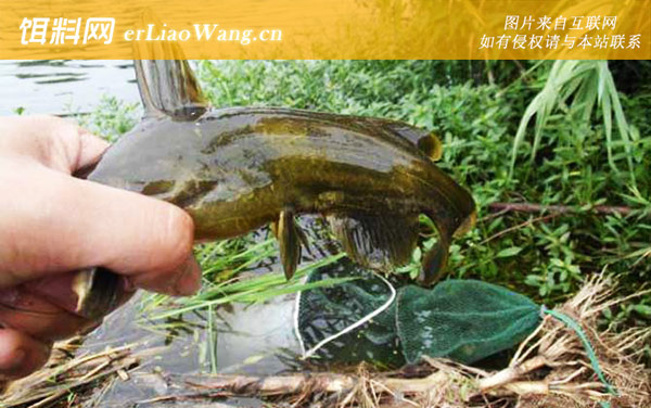 黄颡鱼:作钓技巧