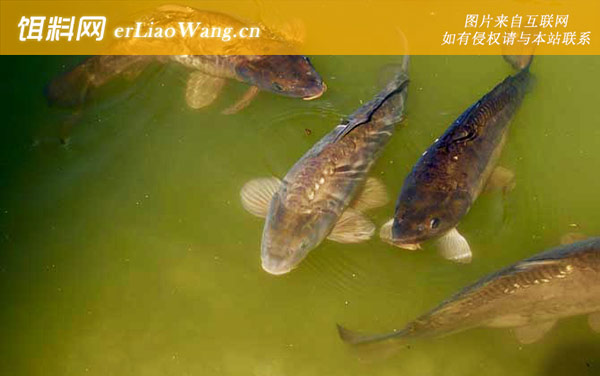 鲤鱼:饵料选用