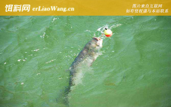 鲢鱼:季节性觅食