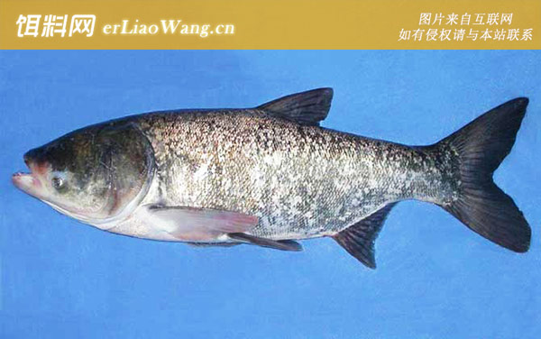 鳙鱼:不间断摄食