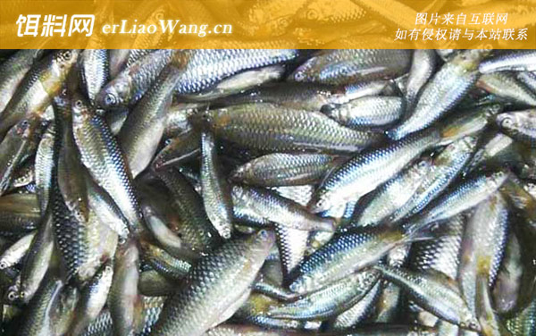 白条鱼:作钓技巧