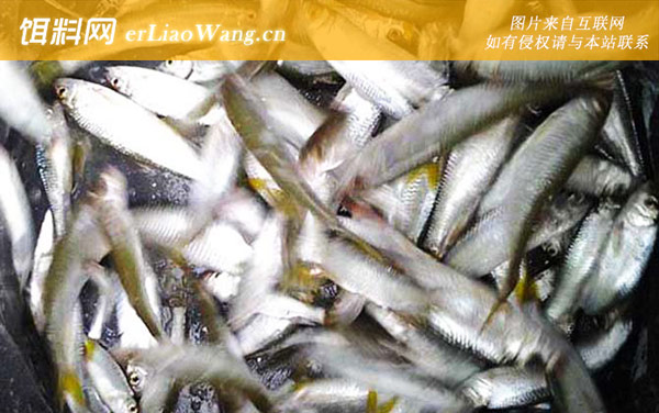 白条鱼的生活习性及特点-食物习性