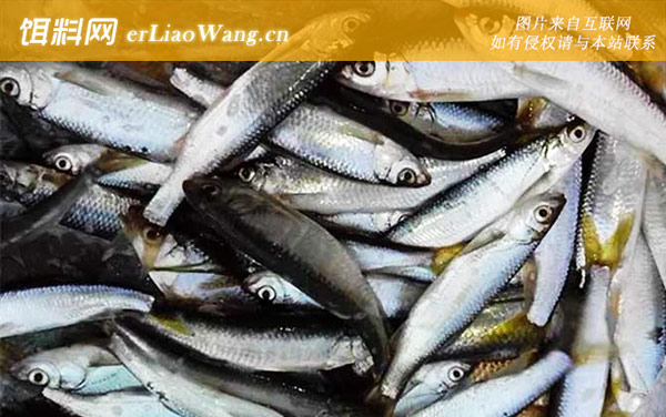 白条鱼:群居习性