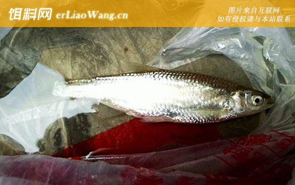 白条鱼:饵料选用