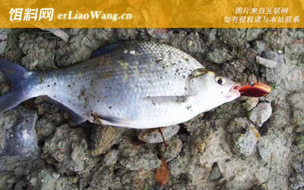 鳊鱼:食物习性