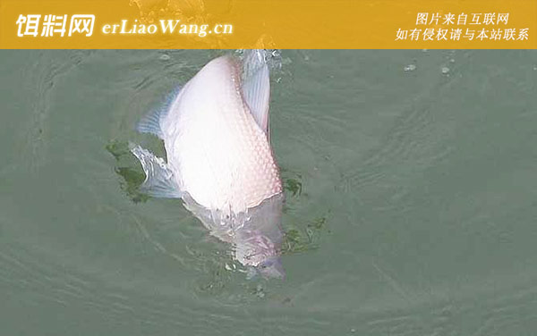 鳊鱼的生活习性及特点-繁殖习性