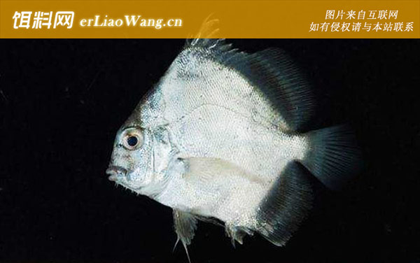 条纹鸡笼鲳:条纹鸡笼鲳