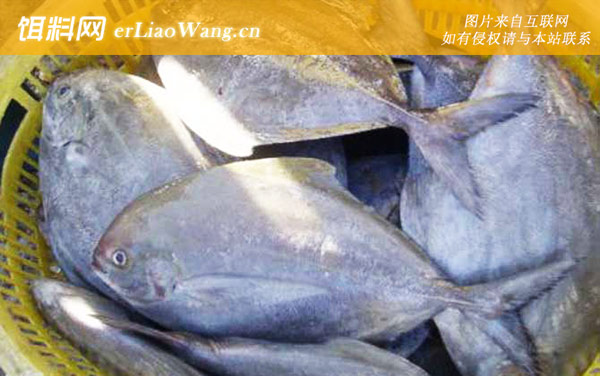 灰鲳:乌鲳