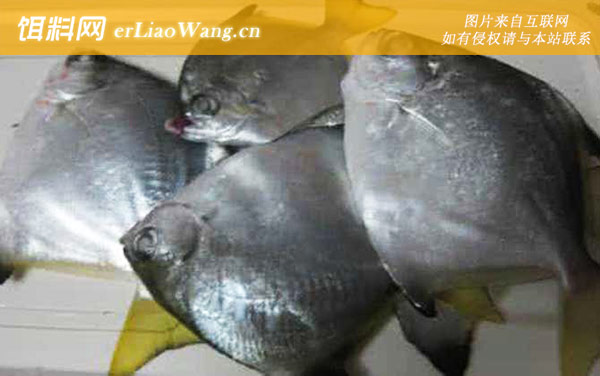 斑点鸡笼鲳:中国鲳