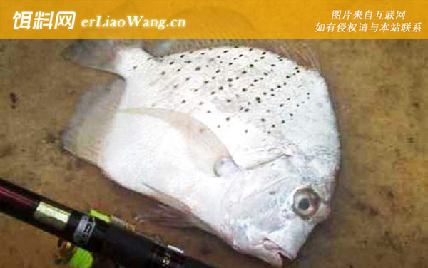 条纹鸡笼鲳:斑点鸡笼鲳