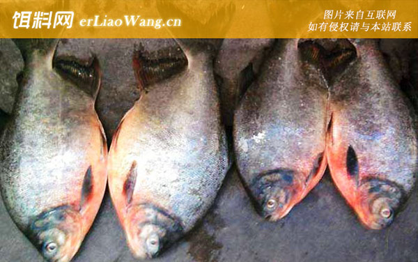 鲳鱼:常见种类