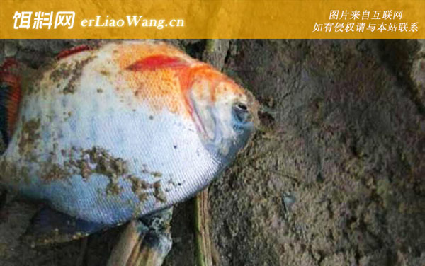 鲳鱼是海鱼还是淡水鱼-常见种类