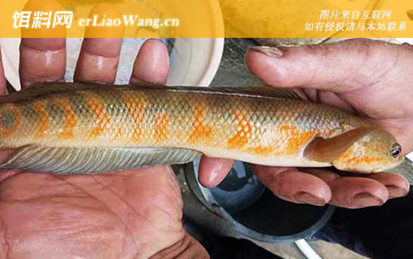 黑鱼的生活习性及特点-繁殖习性