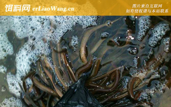 黄鳝:耐饥饿极强