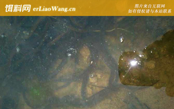 黄鳝:雌雄性逆转