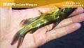 黄刺鱼和黄颡鱼有什么区别?