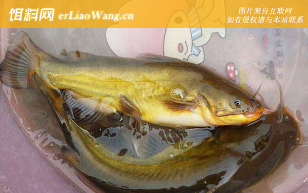 黄颡鱼:常见种类