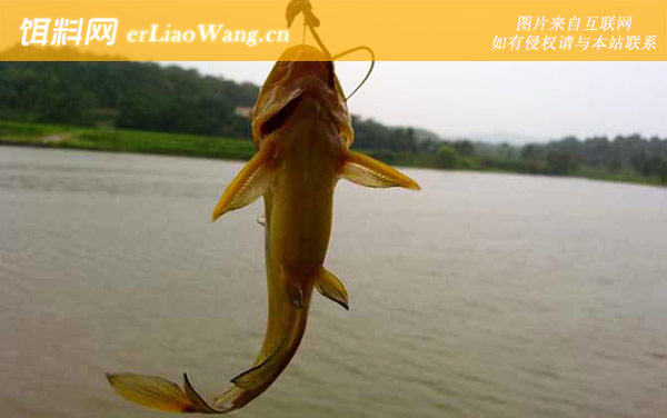 黄颡鱼:摄食习性