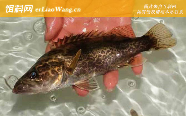 桂鱼的生活习性及特点-肉食鱼类
