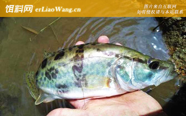 桂鱼的生活习性及特点-繁殖习性