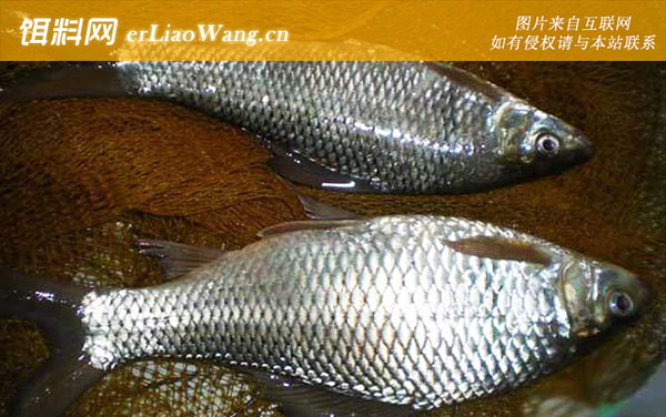 鲮鱼:常见种类