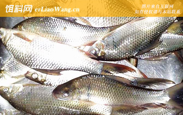 鲮鱼的生活习性及特点-繁殖习性