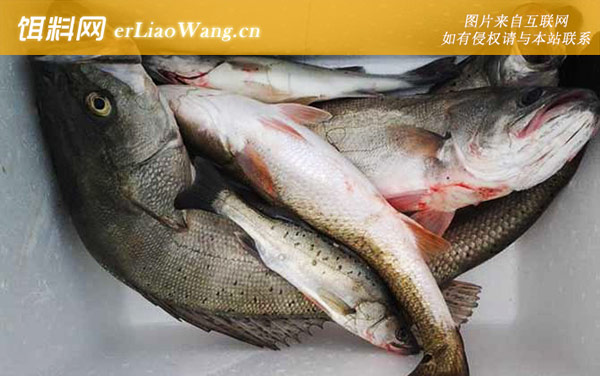 鲈鱼是淡水鱼还是海鱼-食物习性
