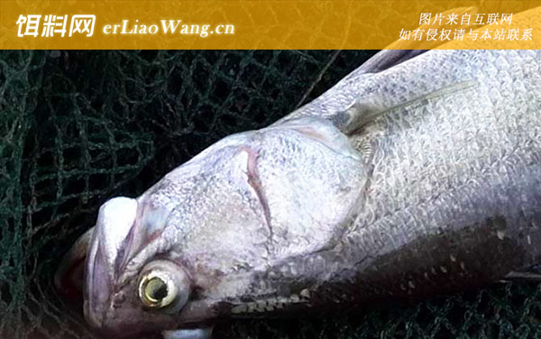 大眼狮鲈:尖吻鲈