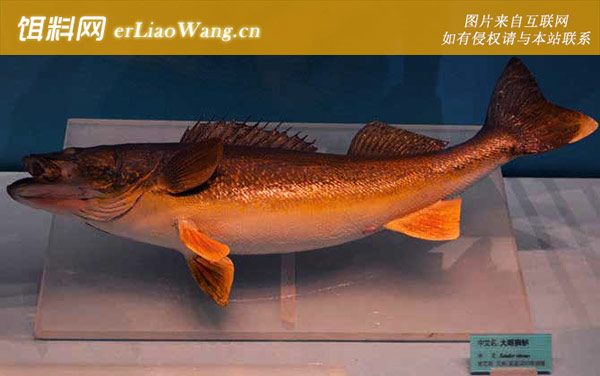 大眼狮鲈:大眼狮鲈