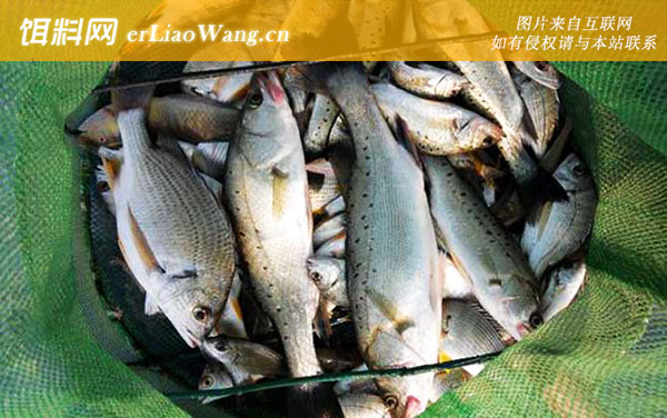 鲈鱼:饵料选用