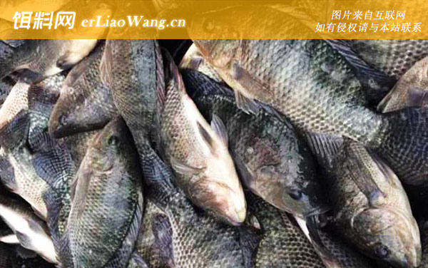 罗非鱼:常见种类