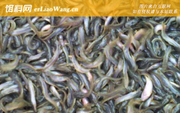 泥鳅:温水性鱼类