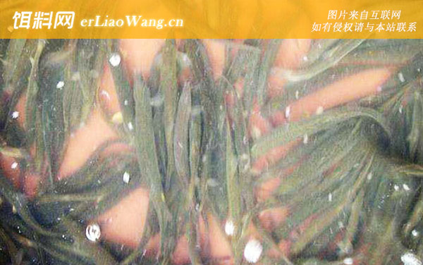 泥鳅:多次性产卵