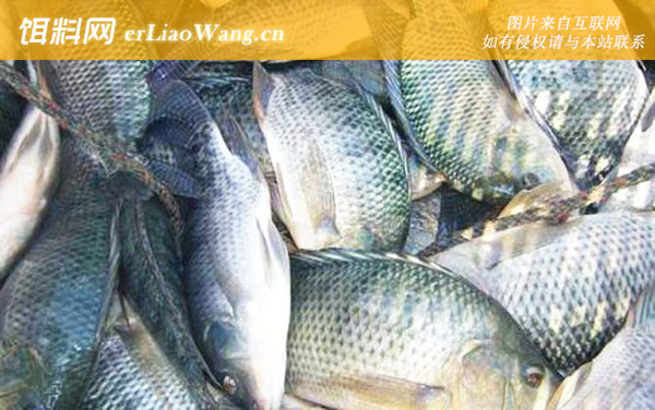 罗非鱼:耐低氧力强